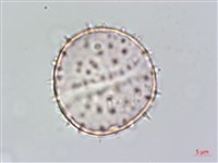 山棕藏品圖，第3張