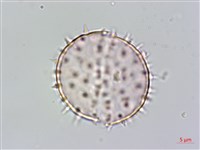 山棕藏品圖，第4張