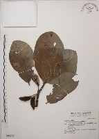 大葉山欖、臺灣膠木藏品圖，第1張