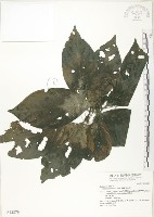 錫蘭玉心花藏品圖，第1張