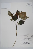 蘭嶼馬藍藏品圖，第1張