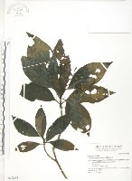 錫蘭玉心花藏品圖，第1張