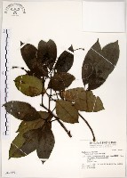 三葉山香圓藏品圖，第1張