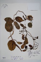 爬森藤藏品圖，第1張