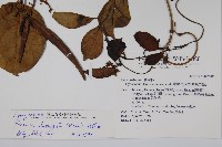 爬森藤藏品圖，第2張