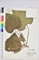 蟲屎藏品圖，第1張