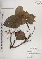 蘭嶼蘋婆藏品圖，第1張