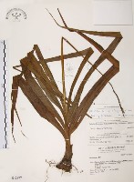 臺灣白及藏品圖，第1張