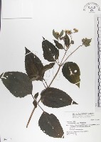 雙花蟛蜞菊藏品圖，第1張