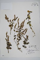 爵床藏品圖，第1張