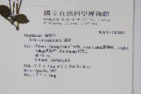 爵床藏品圖，第2張