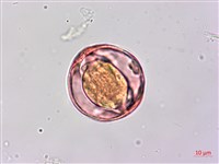 蘭嶼馬蹄花藏品圖，第2張