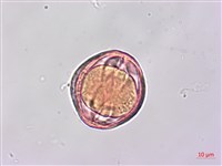 蘭嶼馬蹄花藏品圖，第3張