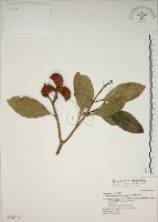 蘭嶼馬蹄花藏品圖，第1張