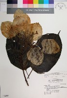 大葉玉葉金花藏品圖，第1張