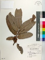 毛柿藏品圖，第1張