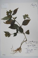 直立半插花藏品圖，第1張