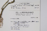 直立半插花藏品圖，第2張