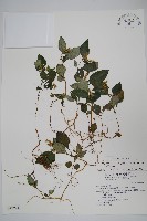 卵葉鱗球花藏品圖，第1張