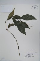 針刺草藏品圖，第1張