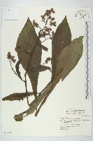 走馬胎藏品圖，第1張