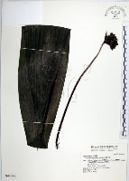 船子草、船仔草藏品圖，第1張