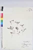 千根草藏品圖，第1張