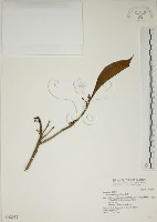 貝木藏品圖，第1張