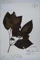 金平氏破布子藏品圖，第1張