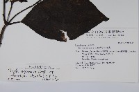 金平氏破布子藏品圖，第2張