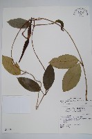 小錦蘭藏品圖，第1張