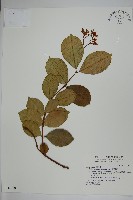 蘭嶼絡石藏品圖，第1張