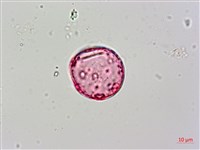 蘭嶼絡石藏品圖，第2張