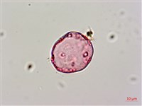 蘭嶼絡石藏品圖，第3張