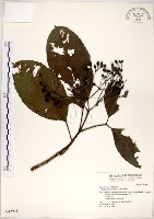 三葉山香圓藏品圖，第1張
