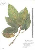 對葉榕藏品圖，第1張