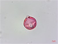 蘭嶼秋海棠藏品圖，第2張