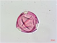 蘭嶼馬蹄花藏品圖，第2張