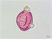 蘭嶼馬蹄花藏品圖，第3張