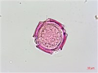 蘭嶼馬蹄花藏品圖，第4張