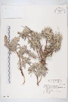 蘄艾、芙蓉菊藏品圖，第1張