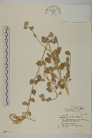 變葉藜、毛綠珠藜藏品圖，第1張