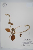 印度牛膝、土牛藤藏品圖，第1張