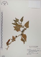 番杏藏品圖，第1張