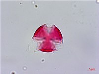 台灣佛甲草、石板菜藏品圖，第2張