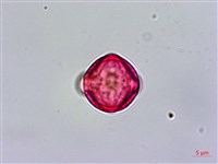 台灣佛甲草、石板菜藏品圖，第3張