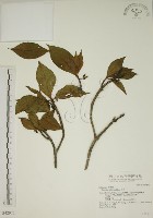 貝木藏品圖，第1張