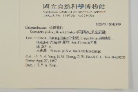 草珊瑚、紅果金粟蘭藏品圖，第2張