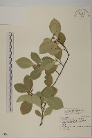 日本賽衛矛、日本假衛矛藏品圖，第1張