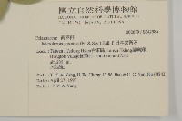 日本賽衛矛、日本假衛矛藏品圖，第2張